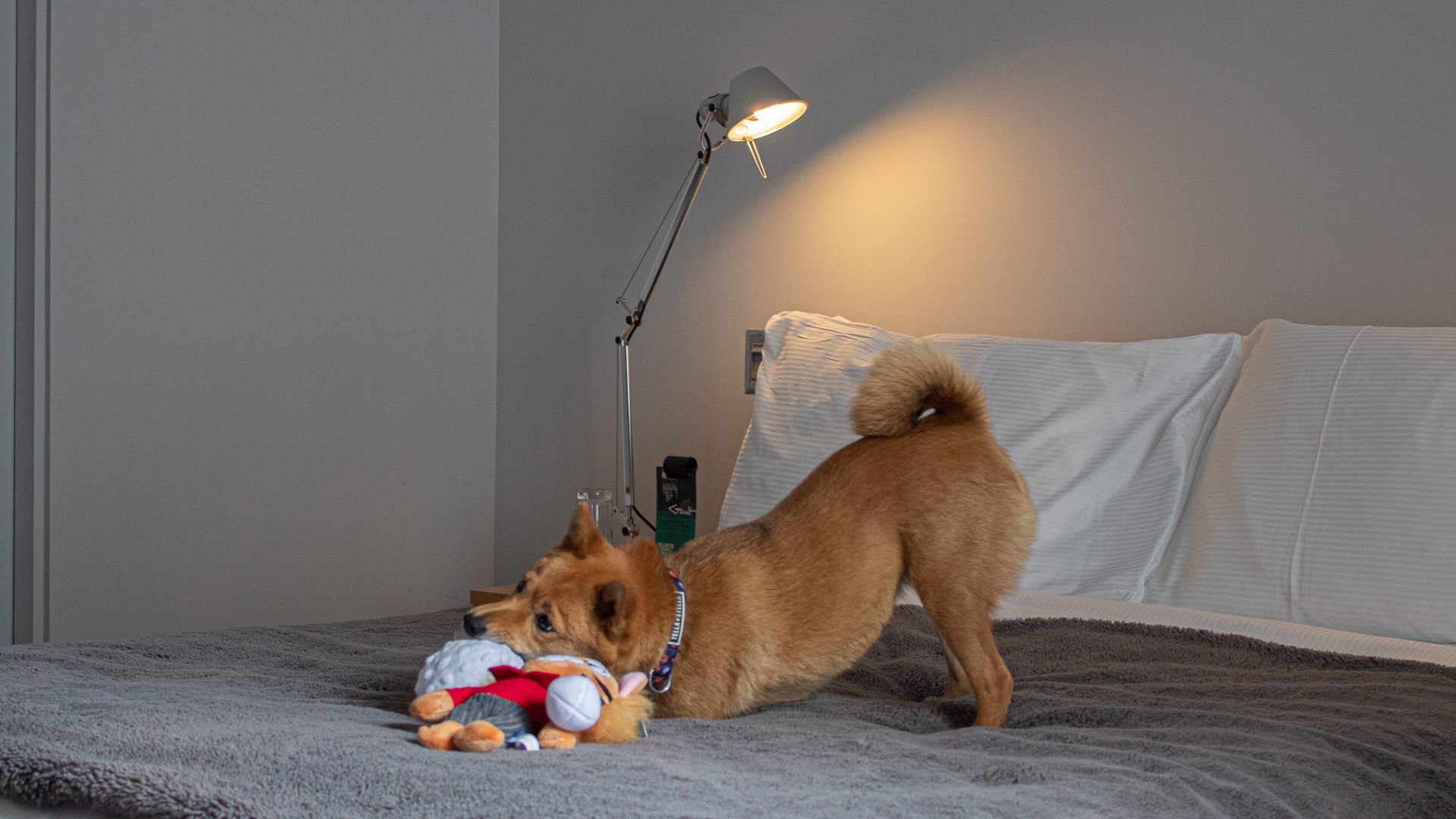 Hotel Gault Petfriendly
