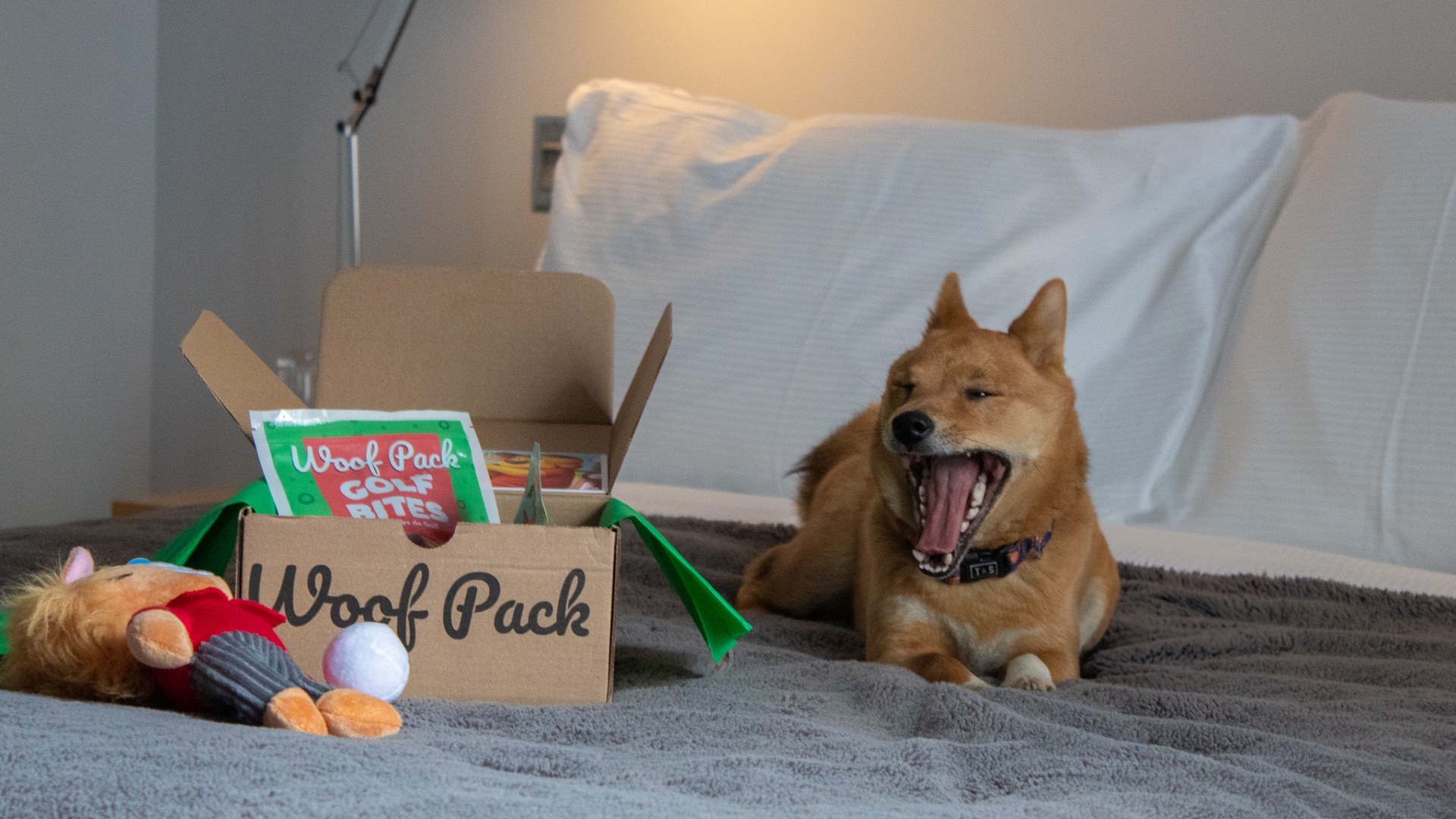 Petfriendly Hotel Gault Montreal